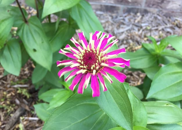 Zinnia Flower Free to use zinnia pictures