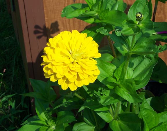 Zinnia Flower Yellow, free to use zinnia pictures