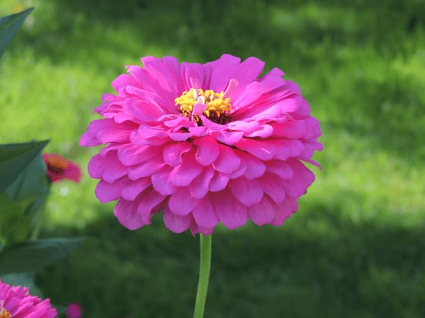 How to grow Zinnia Flowers Types of annual flower plants