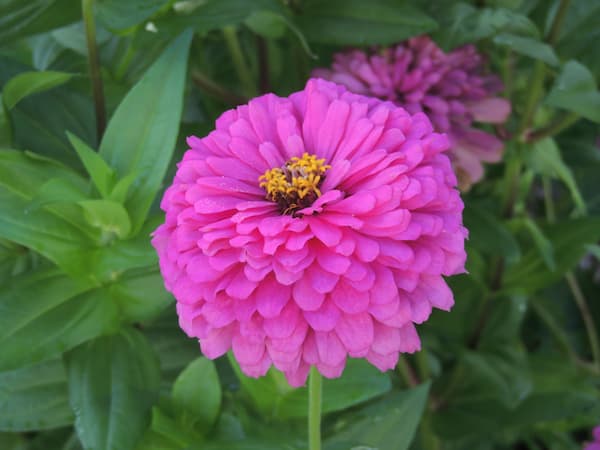 Zinnia Flowers Purple 02