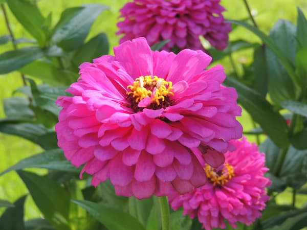How to Grow Zinnia Flowers plants. Purple, free zinnia pictures