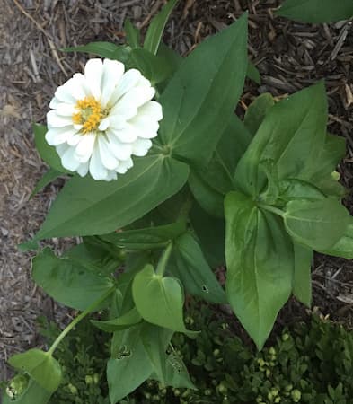 Free Zinnia Pictures, White