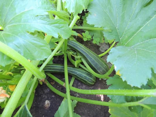 How to grow Zucchini squash