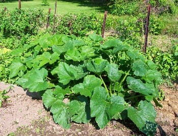 Zucchini Plants 01