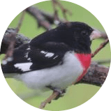 Bird Grosbeak Flaticon