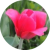 Tulip Flaticon