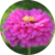 Zinnia Flowers Annual Plants
