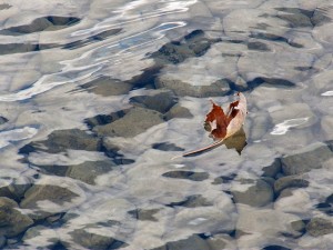 100_4799-leaf-on-water_sm